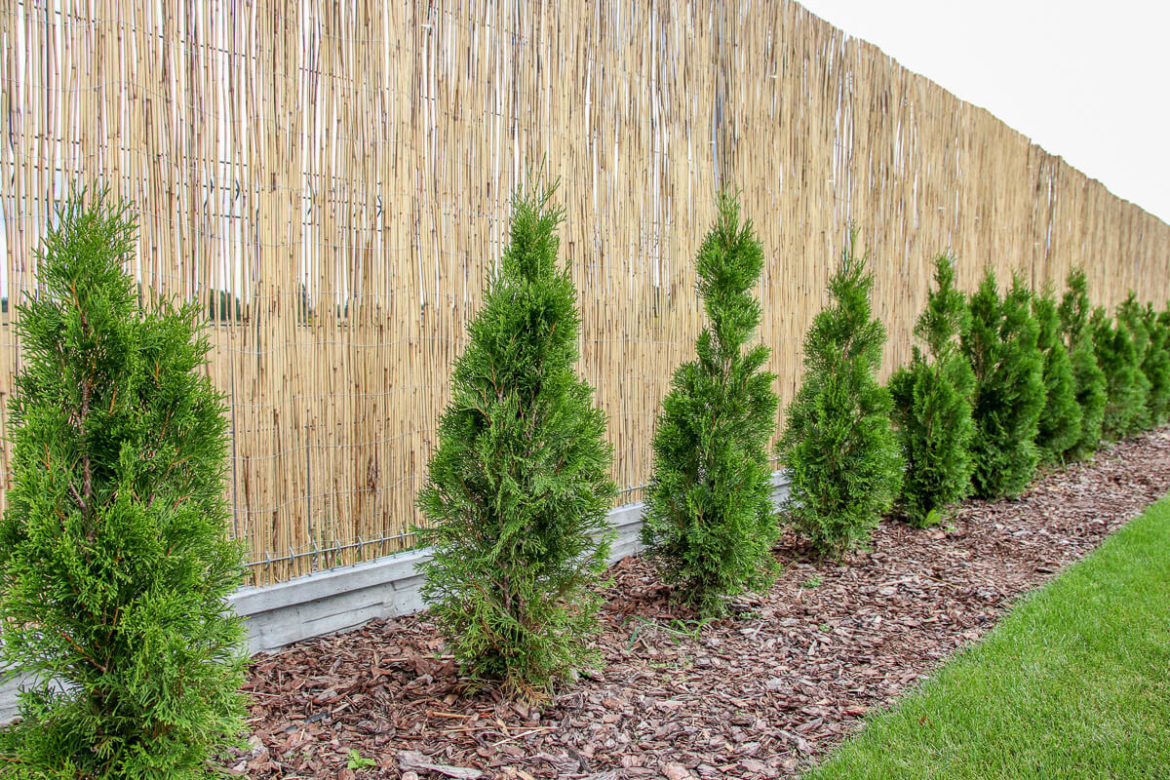 MATA NA OGRODZENIE. MATA TRZCINOWA