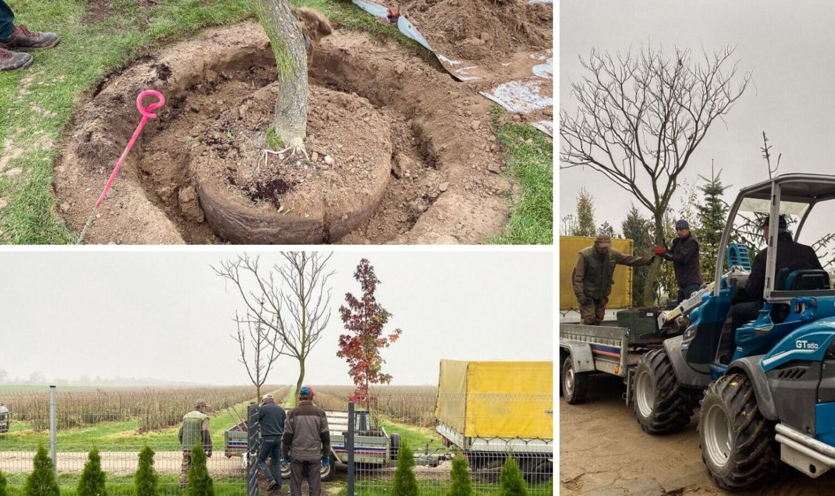 sadzenie i transport drze